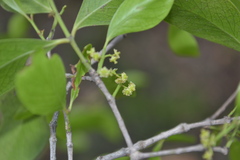 Pleurostylia opposita